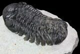 Bargain, Austerops Trilobite - Beautiful Eye Detail #92179-4
